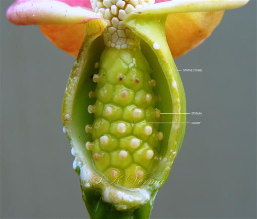 Female Flowers